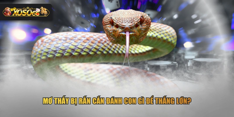 Mơ thấy bị rắn cắn đánh con gì để thắng lớn?